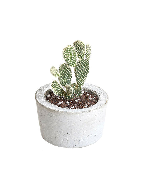 corporis suscipit libor autem