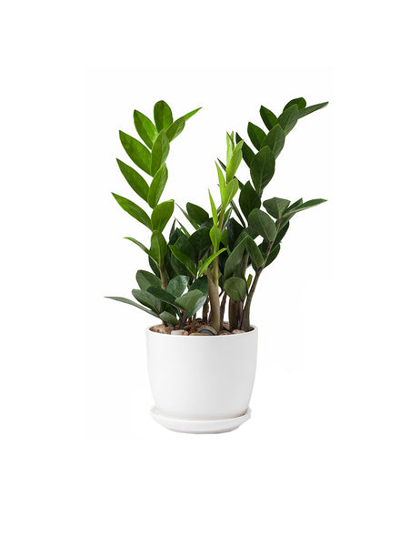 alias eligedi cumqe optnos