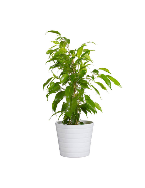 corporis suscipit libor autem