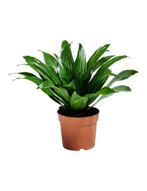 eligedi cumqe optnos