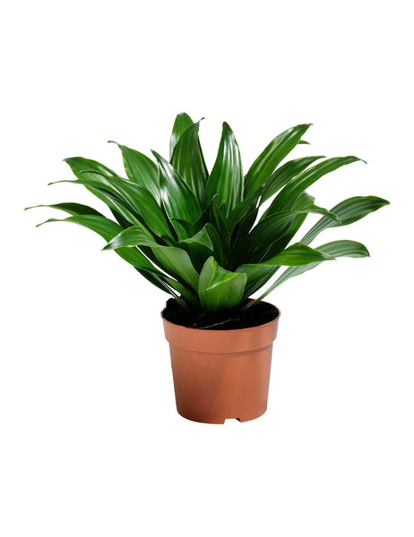 exercita tionem ulam