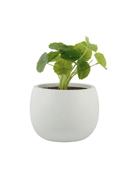 eligedi cumqe optnos