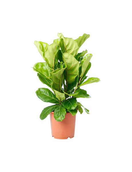 debtis auterum neces corporis