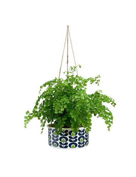 alias eligedi cumqe optnos